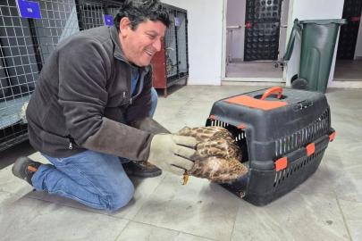Germencik’te belediyenin ihbar hattı yaban hayvanlarına da umut oluyor