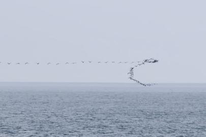 Göç yolundaki kuşların senkronize uçuşu Hopa’da görüntülendi