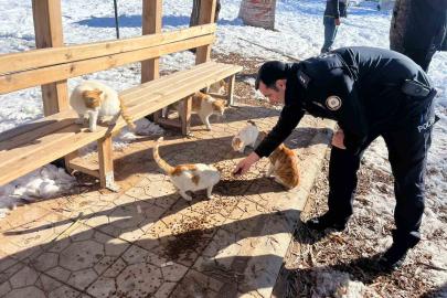 Gölbaşı ilçesinde polisler sokak hayvanları için mama bıraktı