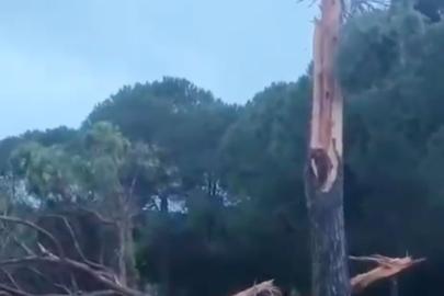 Golf sahasına düşen yıldırım ağacı parçalara ayırdı