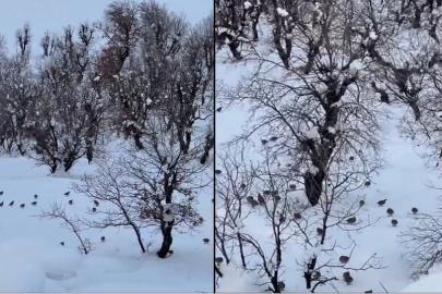 Hakkari’de onlarca keklik köye indi