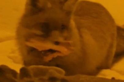 Hakkâri’de yerleşim alanına inen tilki kamerada