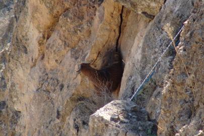 Hasankeyf’te 5 gündür mahsur kalan keçi kurtarıldı
