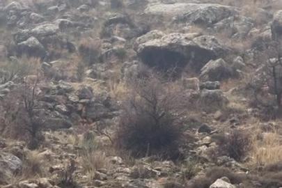 Hasankeyf’te örnek davranış: Sürücü durdu, dağ keçileri geçti