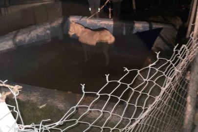 Havuza düşerek mahsur kalan atı itfaiyeciler kurtardı