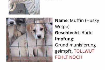 Hayvan severlerden, hayvan kaçakçılığı iddiası