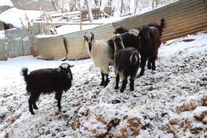 Hayvan üreticilerinin kurtlarla başı dertte