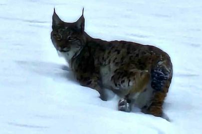 Hizan’da vaşak görüntülendi