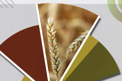 Hububat ve bakliyatta ekilişler gecikti, gelişim yavaşladı... TMO'dan fenolojik rapor alarmı!