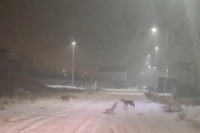 Iğdır’da kurtlar yerleşim yerlerine indi