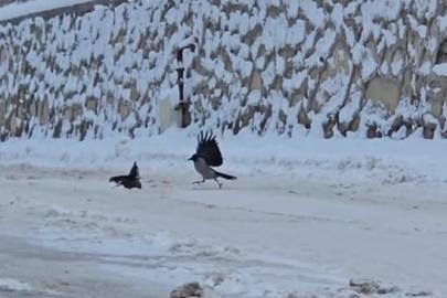İlçe beyaza büründü, aç kalan kargalar sokaklara indi