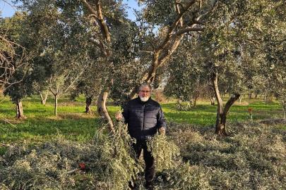 İncir ve Zeytin Bilimsel Araştırmalar Akademisi’nden yeni proje