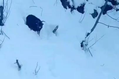 İş makinesi operatörü karda kaybolan keçiyi sahiplerine ulaştırdı