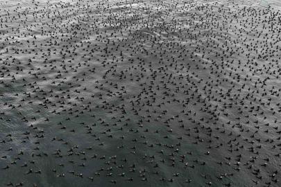 İstanbul’da dondurucu soğuk binlerce kuşu denizde bir araya getirdi