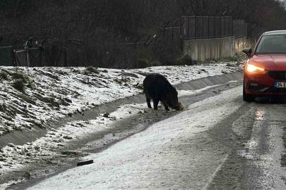 İstanbul’da yaban domuzu yol kenarına indi