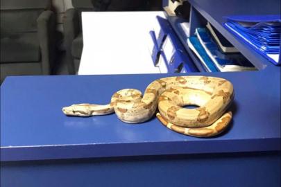 İzmir’de kafede yılanla gezdi, 12 bin lira ceza yedi