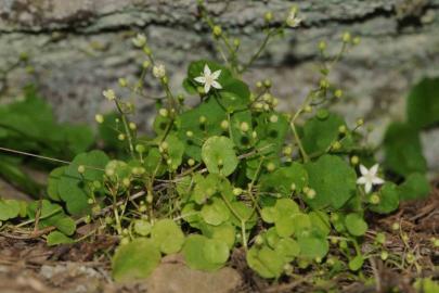 İzmir’de yeni bitki türü keşfedildi