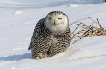 İzmirli doğa fotoğrafçısı Şimşek, Amerika’da kar baykuşunu fotoğraflamayı başardı