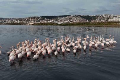 İzmit Körfezi’ne flamingo akını, sayıları katlandı
