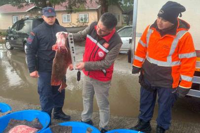 Kaçak avcılık operasyonunda 500 kalkan balığına el konuldu