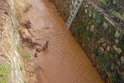 Kanala düşen köpeği itfaiye ekipleri kurtardı