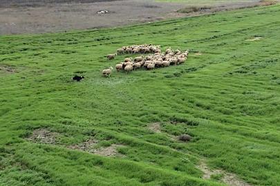 Kangal ve akbaştan sonra çobanlara hareketli ve heyecanlı yeni bir yardımcı geliyor
