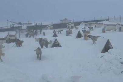 Kangallarını beslemek için yola çıktı, çiftliğe vardığında gözlerine inanamadı