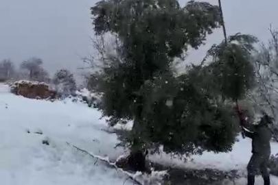 Kar ağırlığına dayanamayan ağaçlar zarar gördü