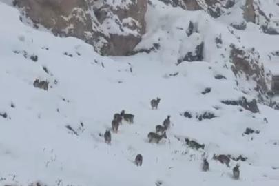 Kar üzerinde otlanan dağ keçileri sürü halinde görüntülendi
