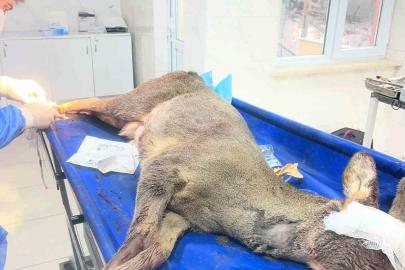 Karabük’te aracın çarptığı karaca ameliyat edildi