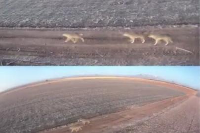 Karaman’da aç kalan kurtlar ovaya indi