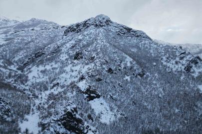 Karla birlikte meşe ormanı beyaza büründü