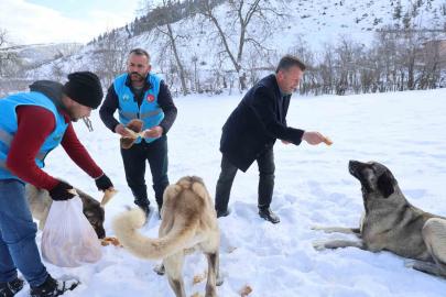 Karla kaplanan orman ve yaylalardaki canlılara şefkat eli