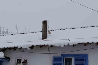 Karla kaplı çatıda mahsur kalan minik köpek kurtarıldı