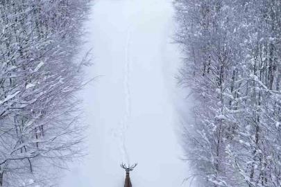 Karların arasında süzülen kızıl geyik havadan görüntülendi