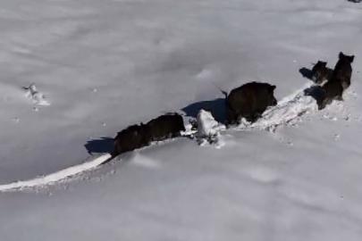 Karlı arazide ilerleyen domuz sürüsü havadan görüntülendi