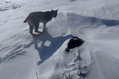 Karlıova’da nesli tükenme tehlikesi altındaki vaşak görüntülendi