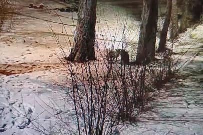 Kars’ta site bahçesinde oyuncu tilkiler görüntülendi