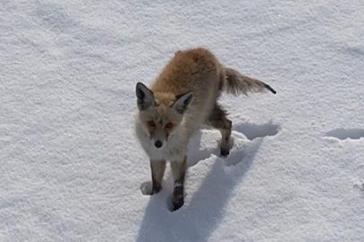 Kars’ta tilkinin dronla imtihanı: Önce baktı, sonra hızla kaçtı