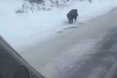 Kars’ta yol kenarında ilerleyen domuz cep telefonuyla kaydedildi