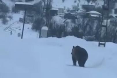 Kastamonu’da kış uykusuna yatamayan bozayı kamerada