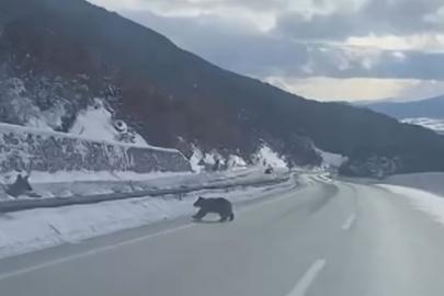 Kastamonu’da ormanlık alanda karda ilerleyemeyen bozayı güldürdü