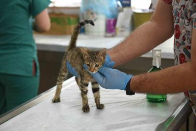 Kepez’in şefkat eli 2025’te binlerce can dosta uzandı