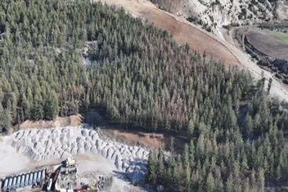 Kilis’te Akdeniz çam kabuk böceğine karşı biyoteknik mücadele