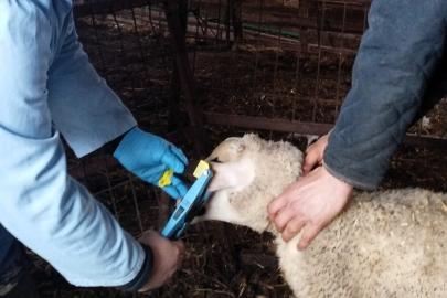 Kırklareli’nde küpe takılan damızlık kuzular aşılanıyor