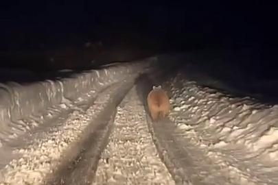Kış uykusuna yatmayan ayı böyle görüntülendi