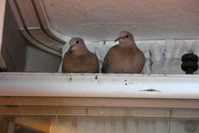 Kışın ortasında balkon camını kapatmıyorlar, nedeni ise çifte kumrular