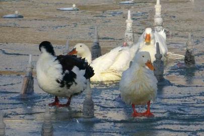 Konya’da soğuktan süs havuzları buz tuttu