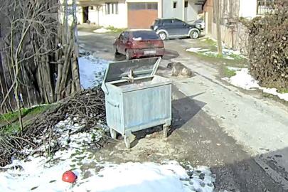 Köpeği ezen sürücü yakalandı