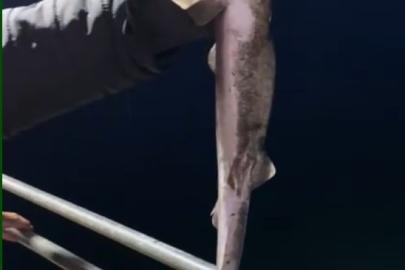 Köpekbalıkları Karadeniz’de ağlardan sonra balıkçıların oltalarına da takılmaya başladı